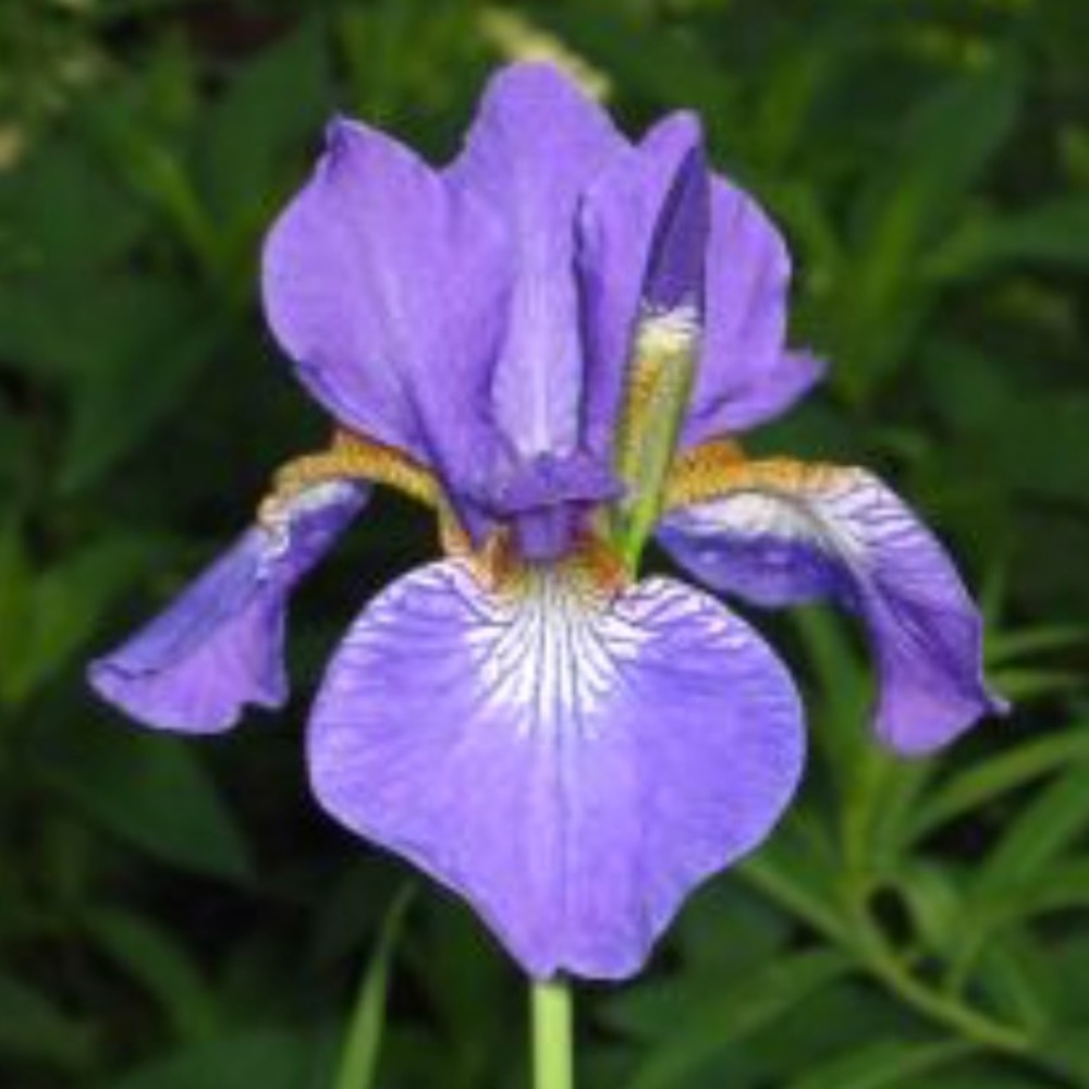 Meet your Posher, Shaunda